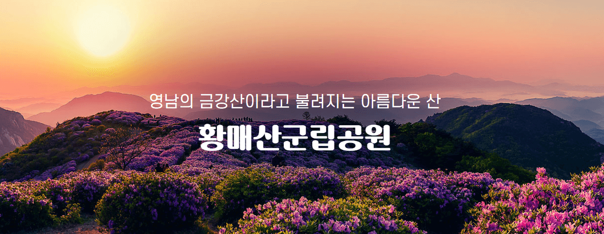 황매산 철쭉 개화시기