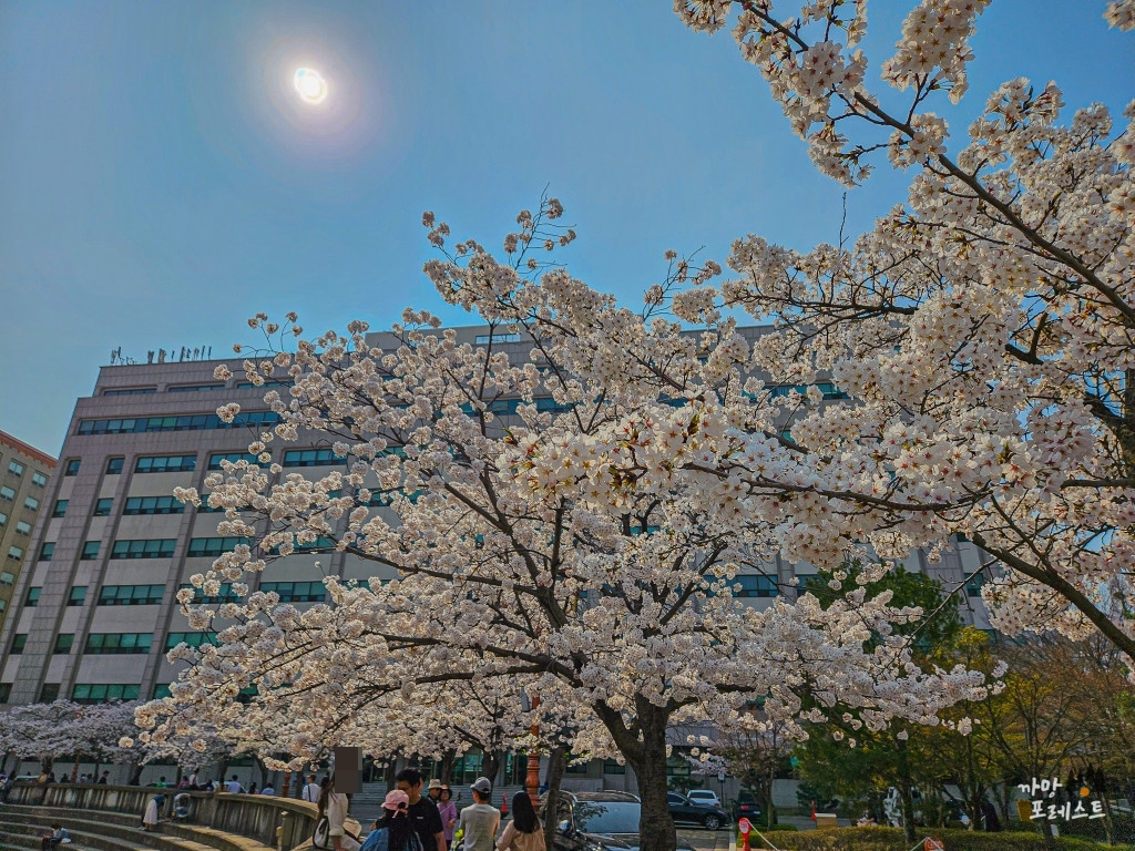 경희대 국제 캠퍼스 벚꽃