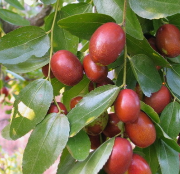 대추 효능과 부작용 고르는법 칼로리