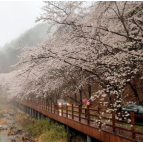 벚꽃 사진