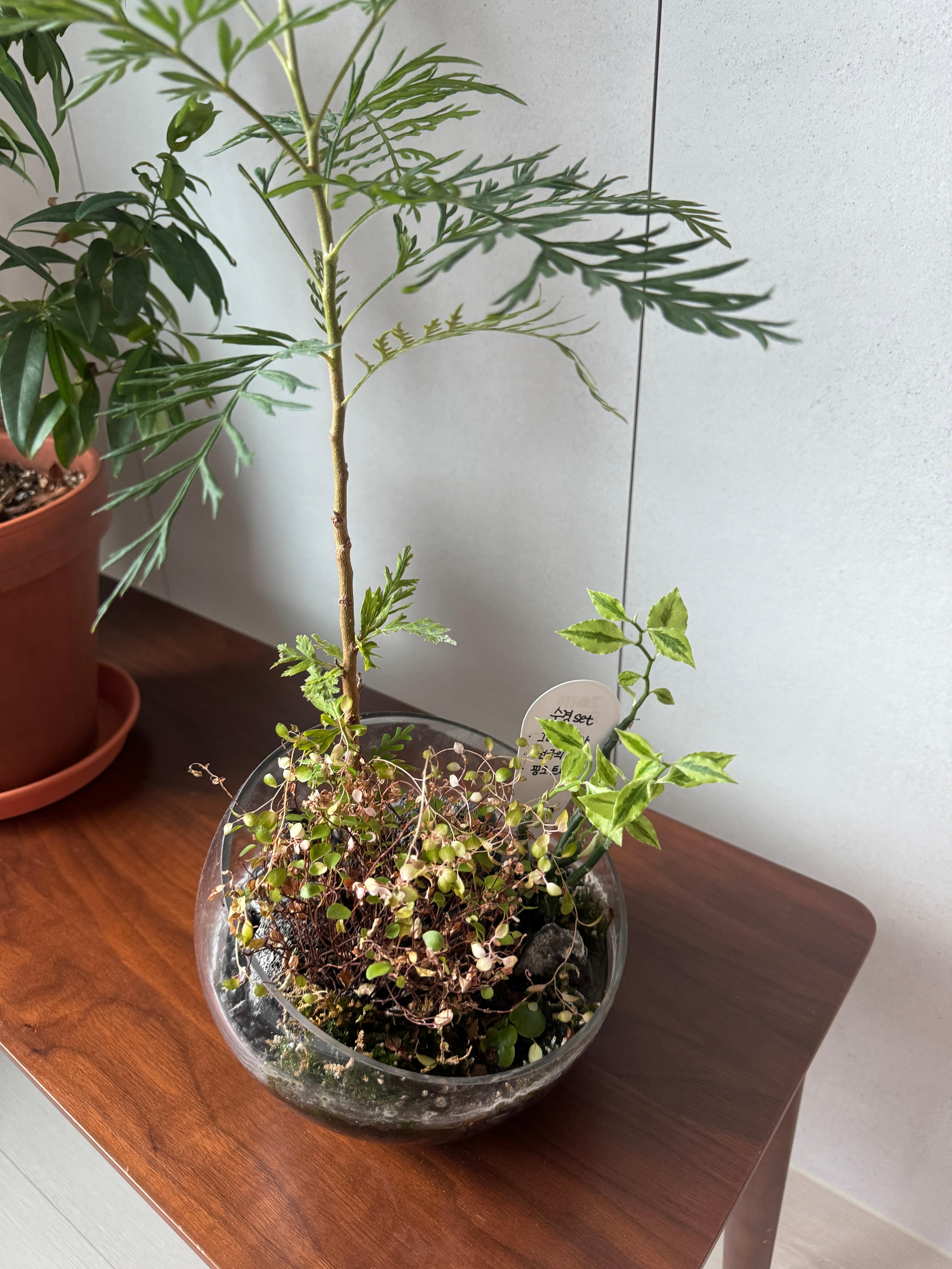 집에서 키우기 좋은 식물