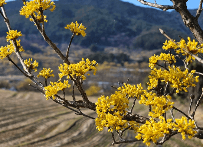 이천백사 산수유꽃축제
