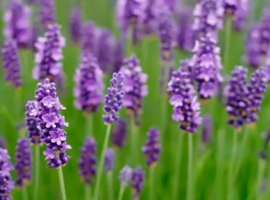 라벤더의 부작용