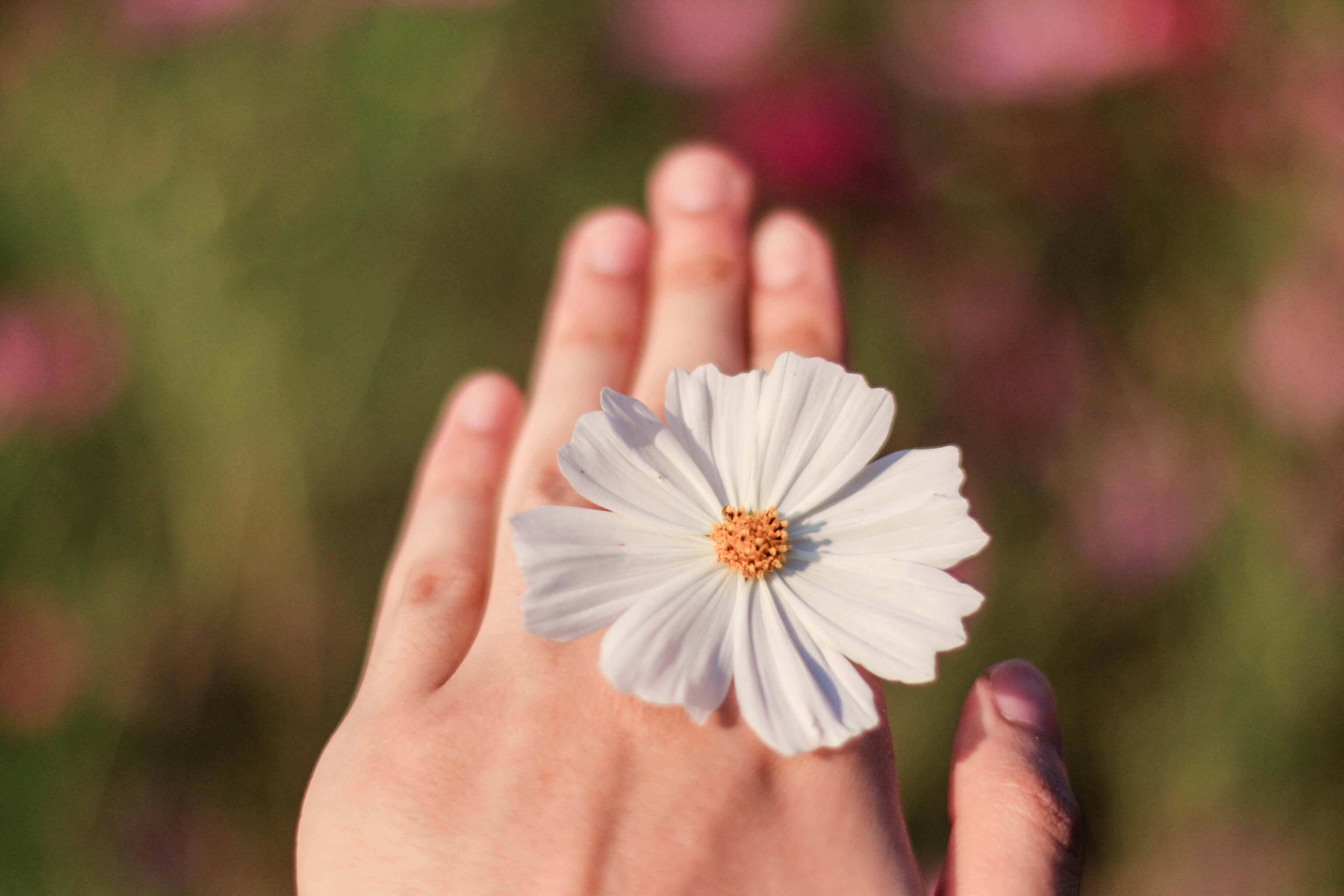 안성 팜랜드 코스모스 축제 할인
