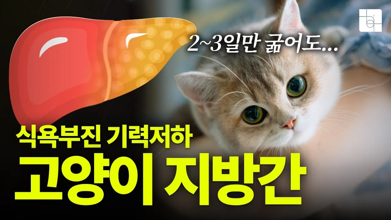 "고양이