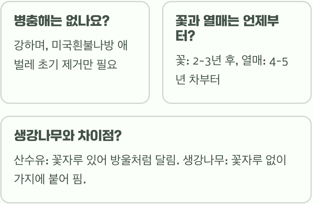 봄의 전령&amp;#44; 산수유나무 키우기 A to Z (묘목 심기부터 가지치기까지)