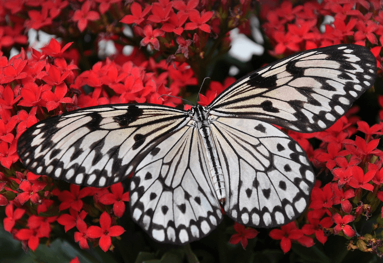 나비 꿈해몽 풀이