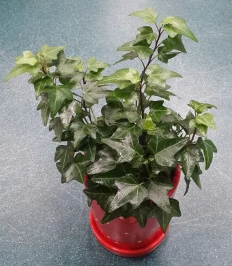 아이비 물주기 수경재배 삽목번식 빛관리 초보도 금방 성공_11