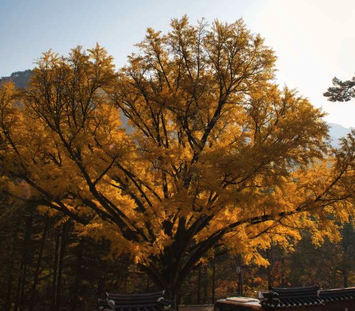 치악산 등산코스, 지도, 추천 등 3분 총정리