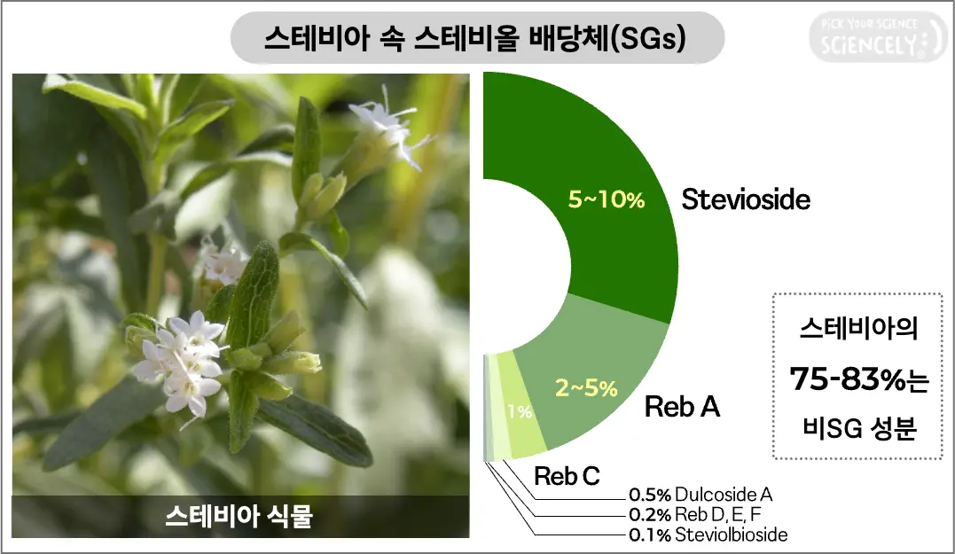스테비아 식물 속 성분 구성. 스테비올 배당체의 종류