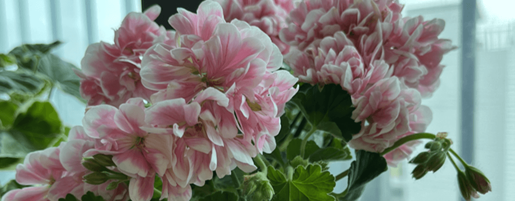 홈가드닝 - 비료의 종류와 활용&#44; 주의점: 질소&#44; 인산&#44; 칼리의 기능