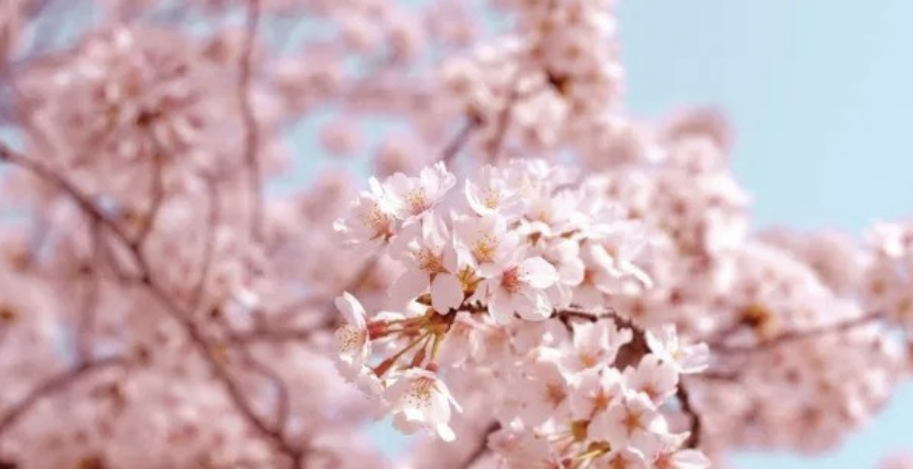 2025 서울 벚꽃, 개나리, 진달래 개회시기, 축제