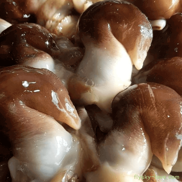 조개의 귀족 새조개