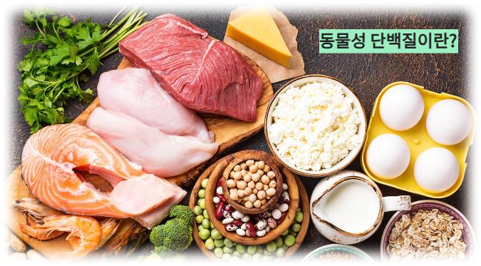 동물성 단백질이란?