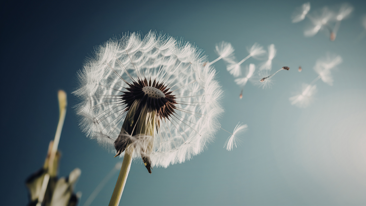 꽃잎이 바람에 날리다