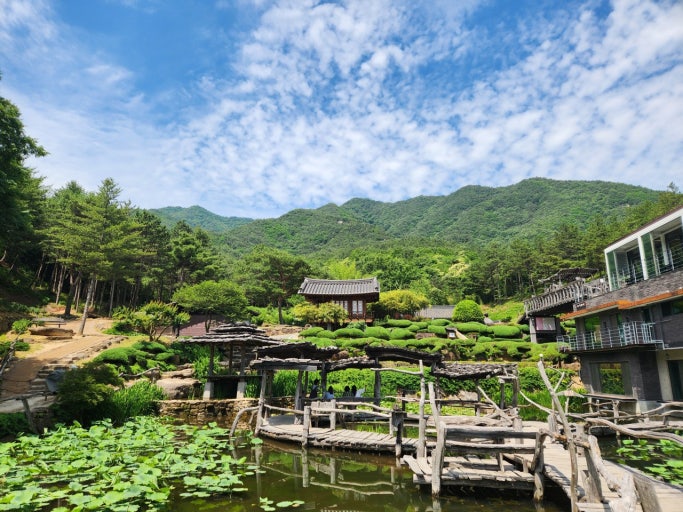 산청 수선사 연꽃 만개