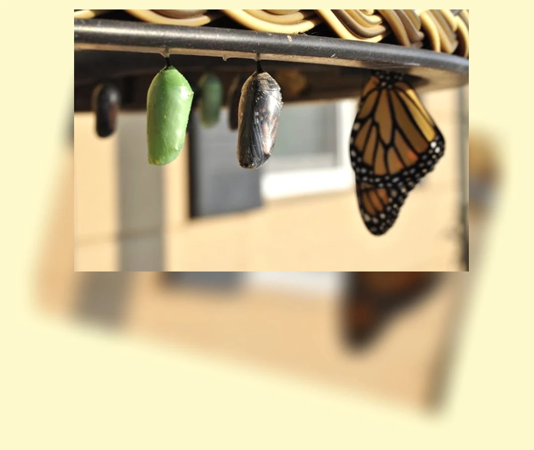 칼라데아 마란타 키우기_2_subsection