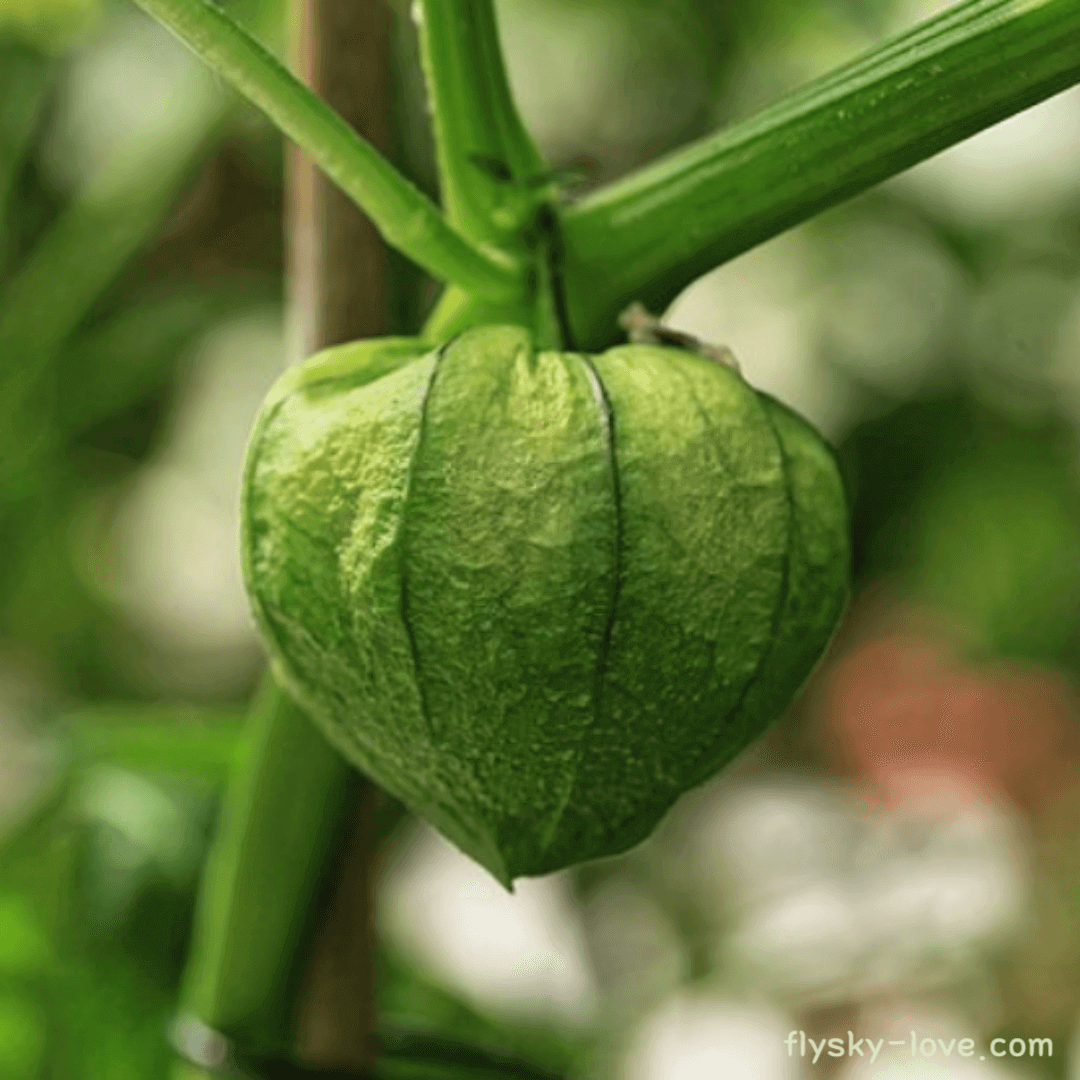 토마티요(Tomatillo)