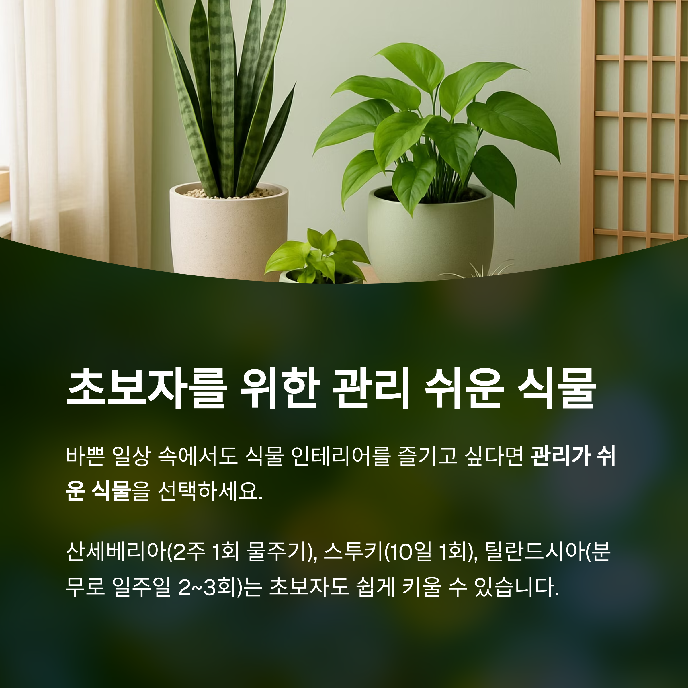 초보자를 위한 관리 쉬운 식물