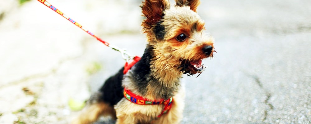 강아지 관절염 증상 7