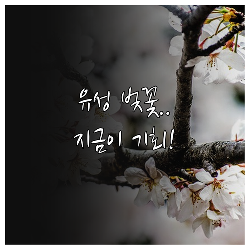 대전 유성구 벚꽃 나들이 핵심 정보 ..