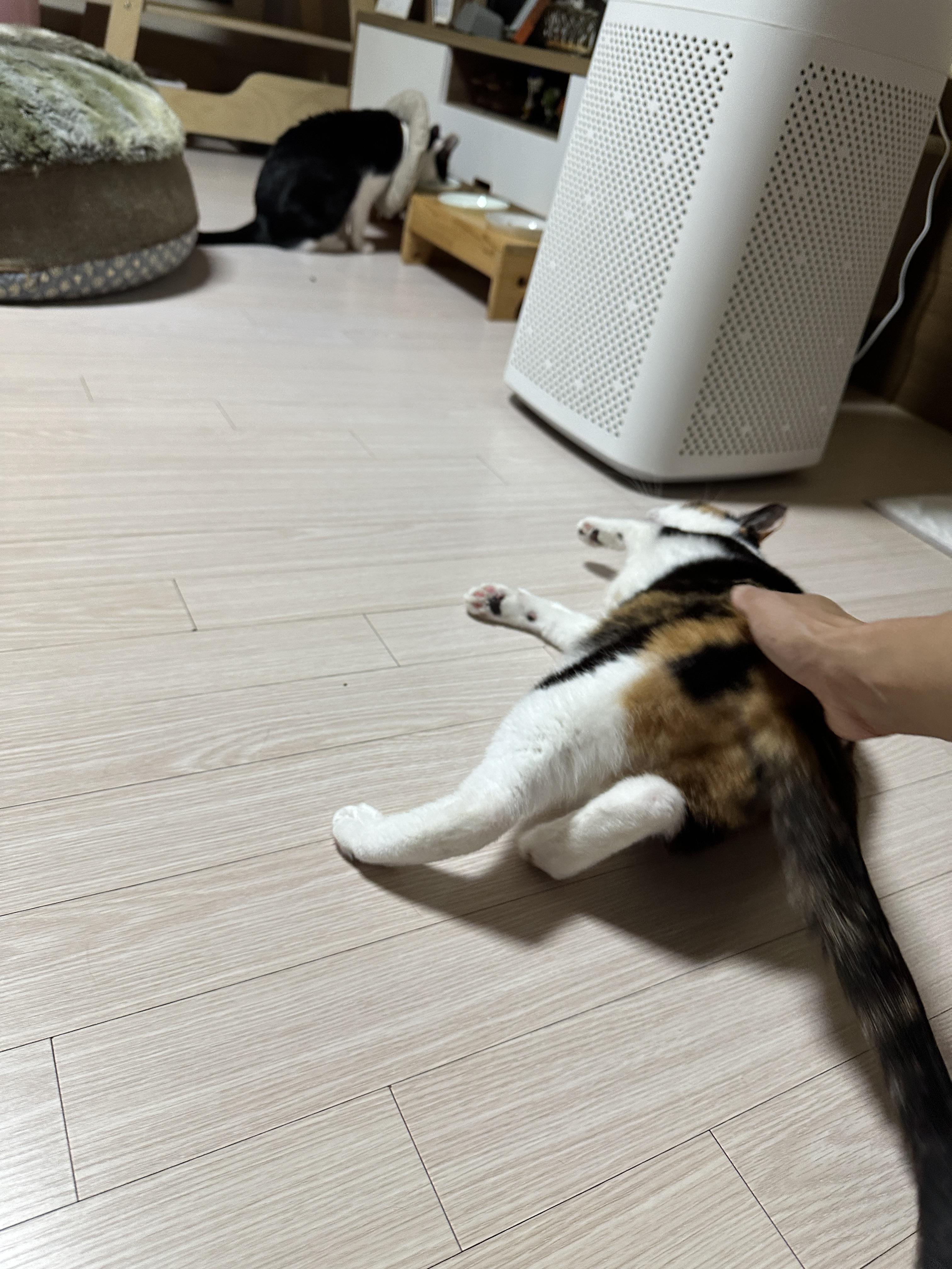 엄마_옆에_누워서_애교부리는_삼색냥이_다다