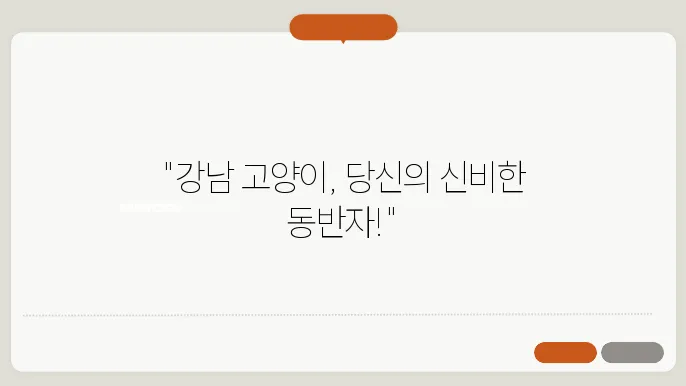 강남고양이분양 플랫폼에 대한 정보