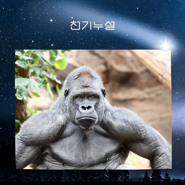 원숭이가 나오는 꿈해몽