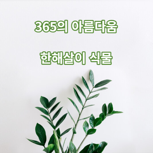 한해살이 식물