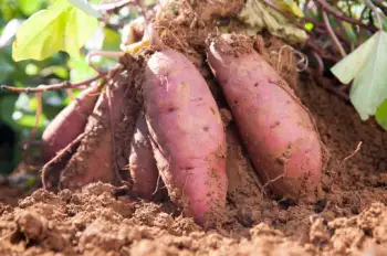 고구마 효능 및 영양성분&amp;#44; 보관방법