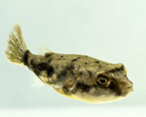 파하카 복어, 복어의 독특한 외형과 성격이 볼수록 매력이 있