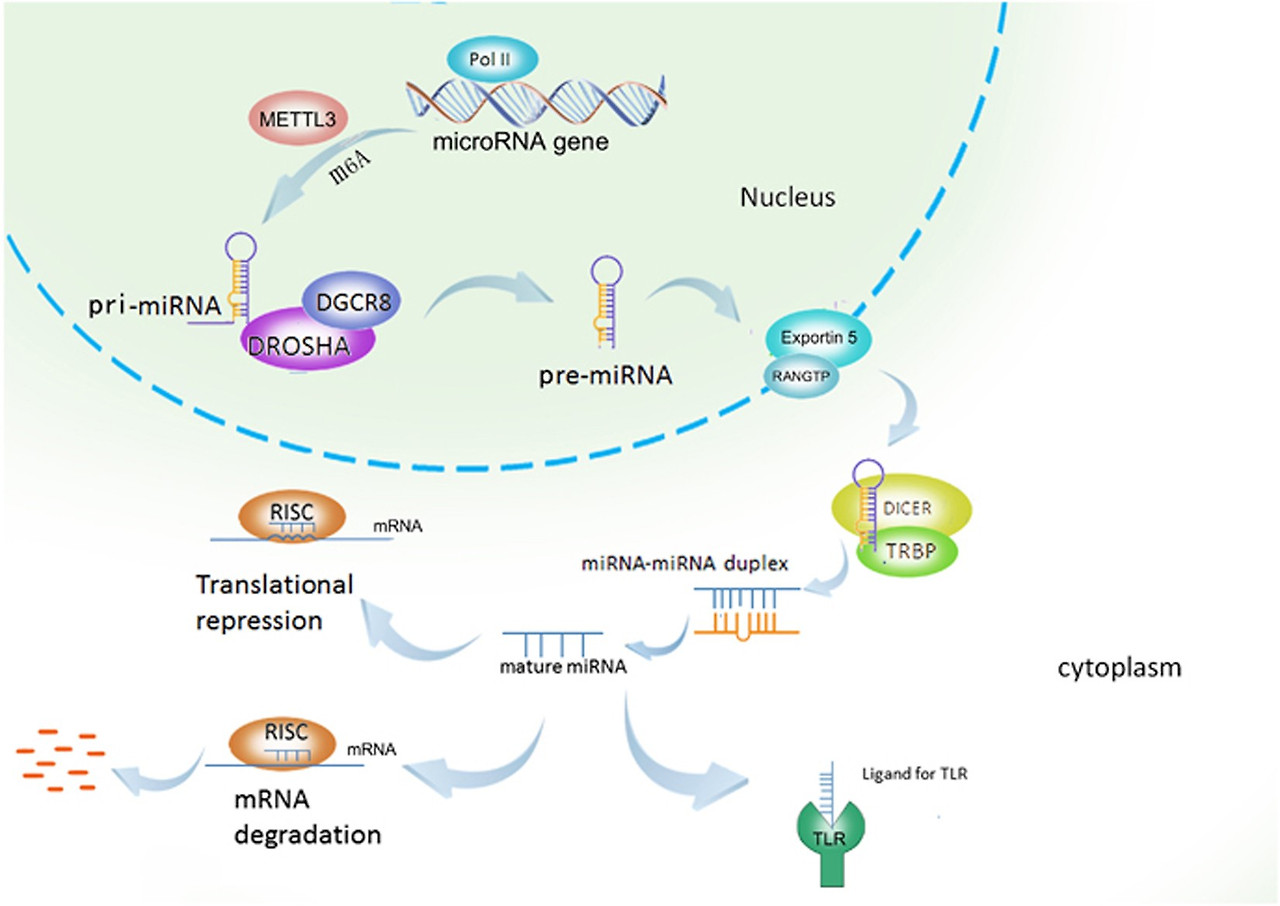microRNA mechanism