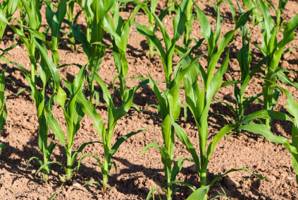 주말농장 인기작물 3위 옥수수