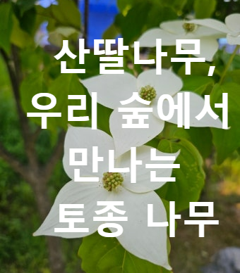 산딸나무, 우리 숲에서 만나는 토종나무