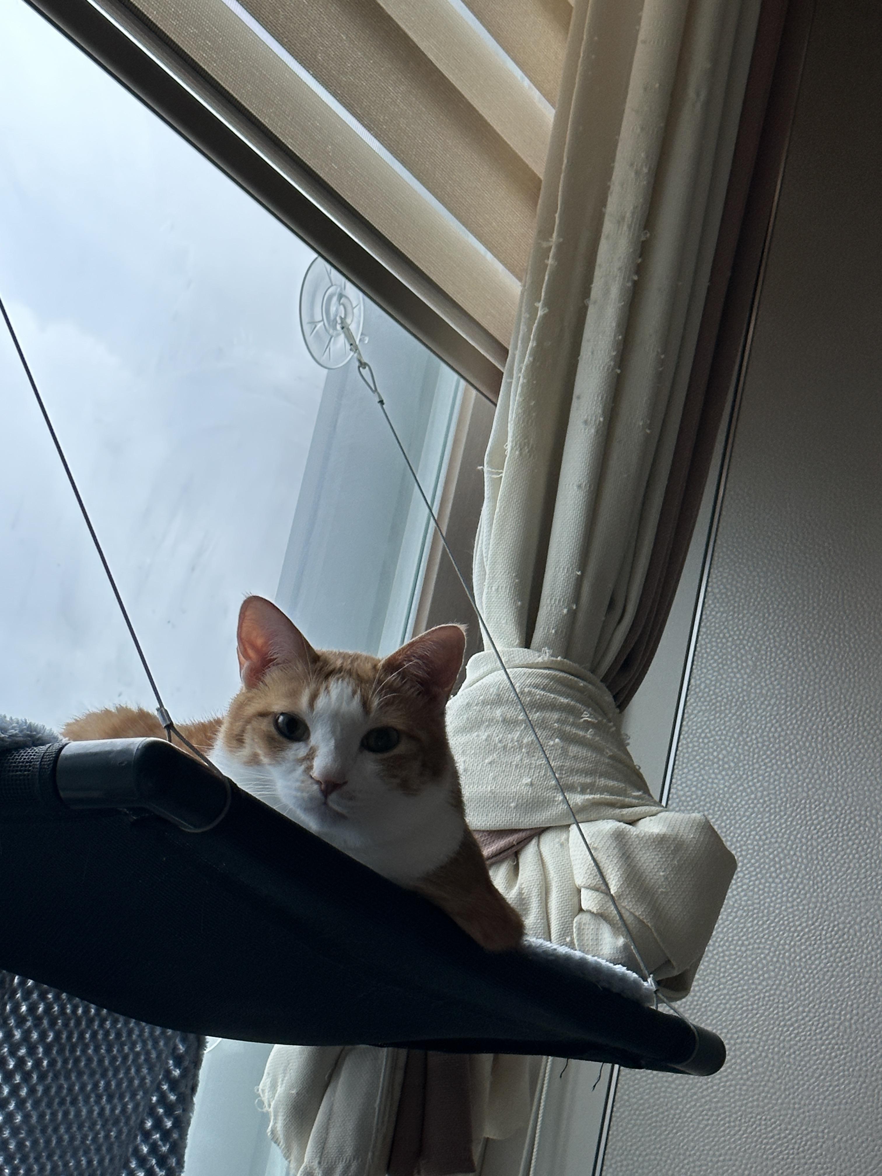 냥냥이들의 취향존중 혹은 앞다마?ㅋㅋ (feat. 이래도 냥냥이가 좋으니 할말없는 집사)