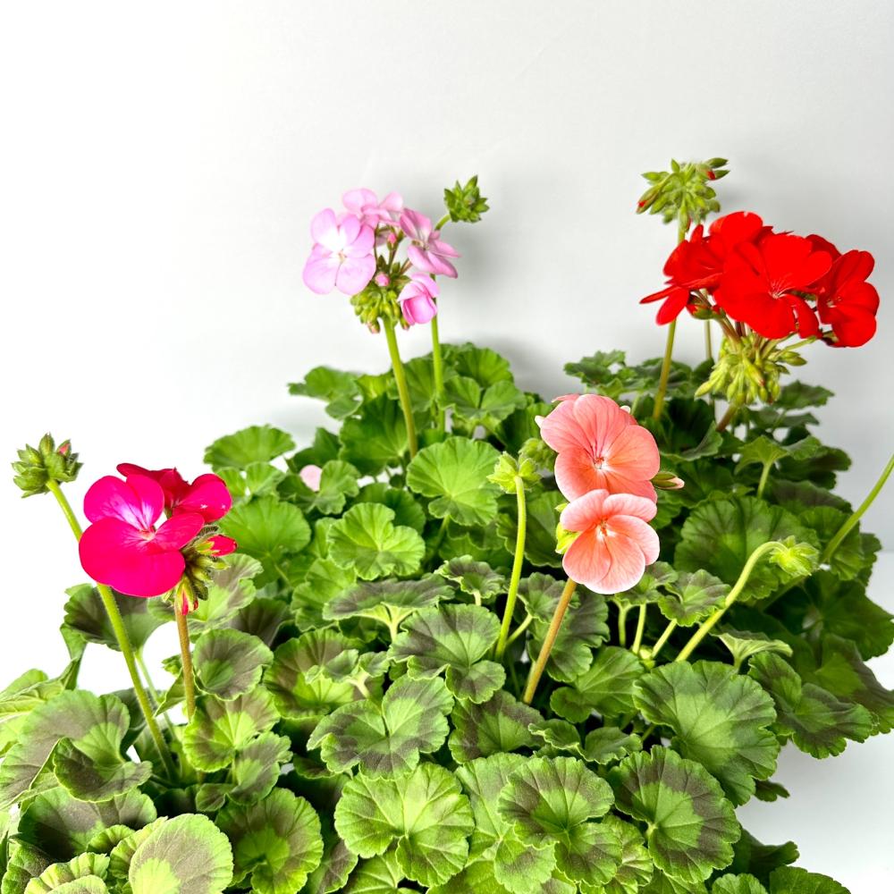 제라늄 키우는법, 종류, 삽목, 꽃말, 노란 잎 원인