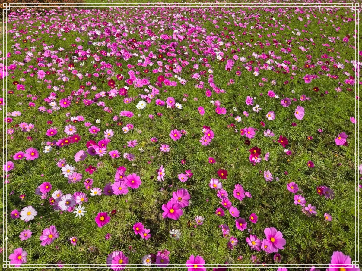 괴산-문광저수지옆-괴산군소금랜드-코스모스-밭-근접촬영