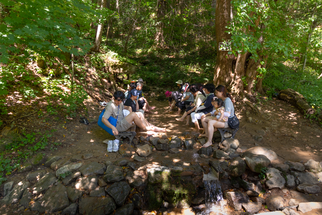 월정사 전나무숲길 맨발걷기