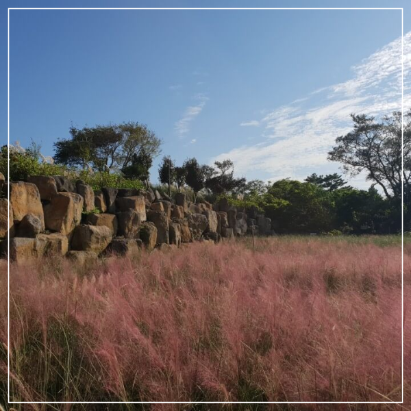 제주도 마노르블랑 핑크뮬리축제 인생사진 찍어봅시다.