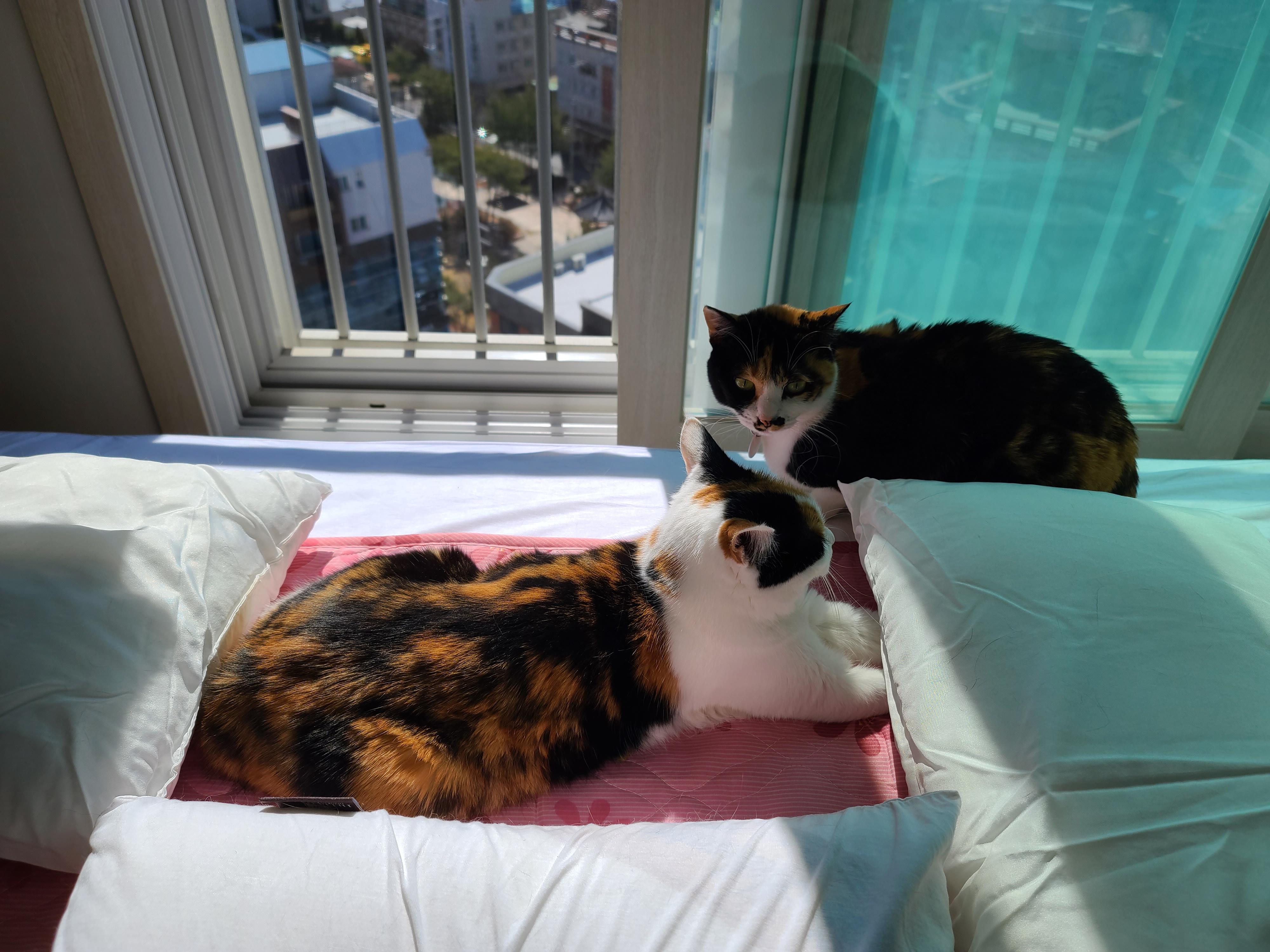 평안한 일요일 아침 아홉냥이들. 고양이를 불러모으는 전기장판.