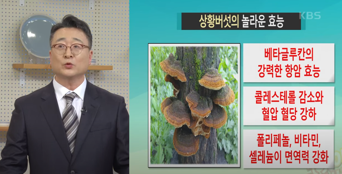 3대 항암버섯 3총사: 상황버섯 영지버석 차가버섯 효능과 복용법