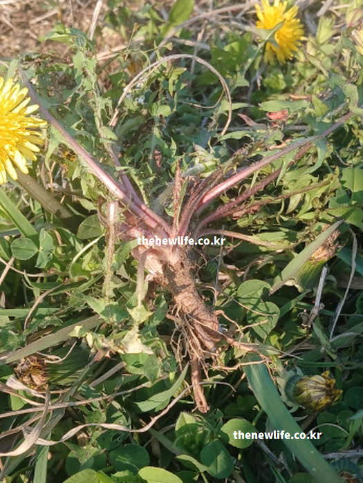 민들레 뿌리 효능 실리마린 이눌린