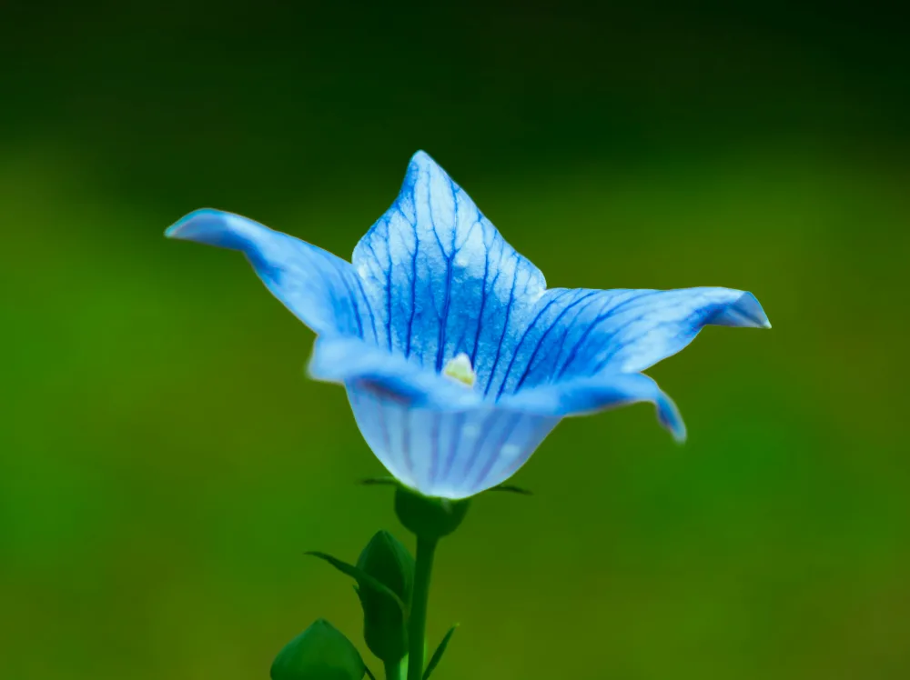 도라지-꽃-사진