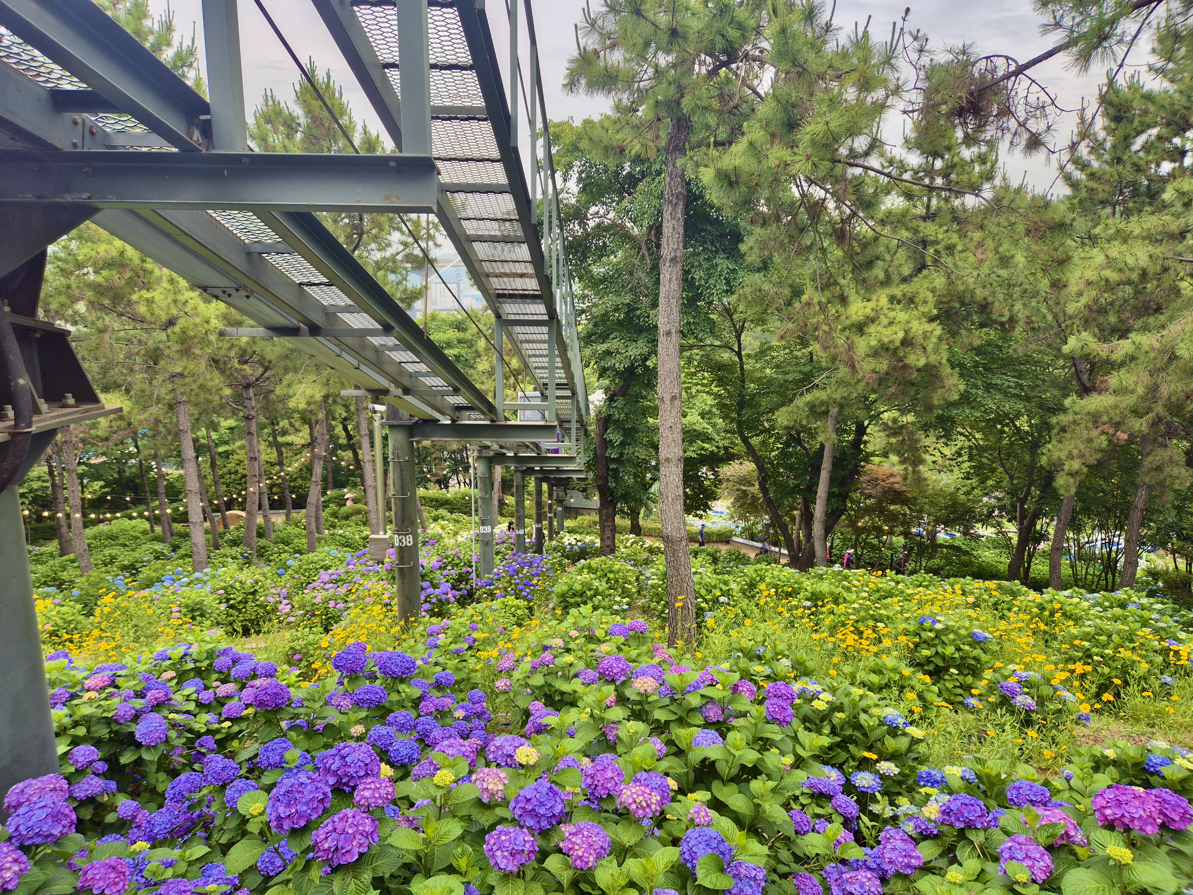 #장생포수국축제
#울산수국축제
#고래문화마을
#울산장생포가볼만한곳
#장생포포토존
#고래광장수국길
#오색수국정원
#수국축제개화상황2025
#수국사랑상품권사용처
#울산6월축제
#장생포여행코스
#울산플리마켓체험
#울산데이트코스
#울산여행추천
#장생포주차정보
#수국포토존