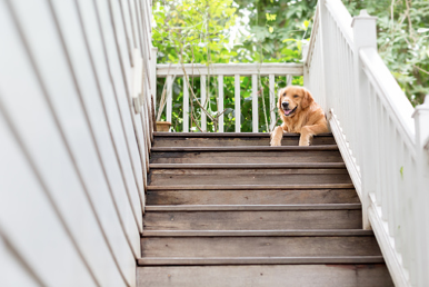 계단에서 강아지