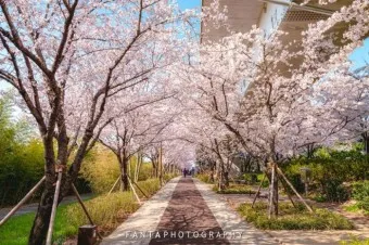 부산 벚꽃 명소 추천 숨겨진 뷰포인트_2