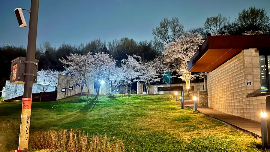 벚꽃사진2 - 현자의 정원