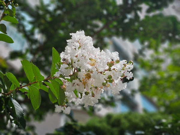 배롱나무 하얀꽃