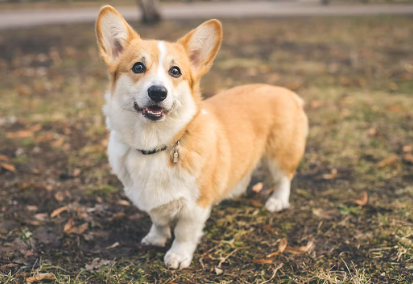 웰시 코기 펨브로크.