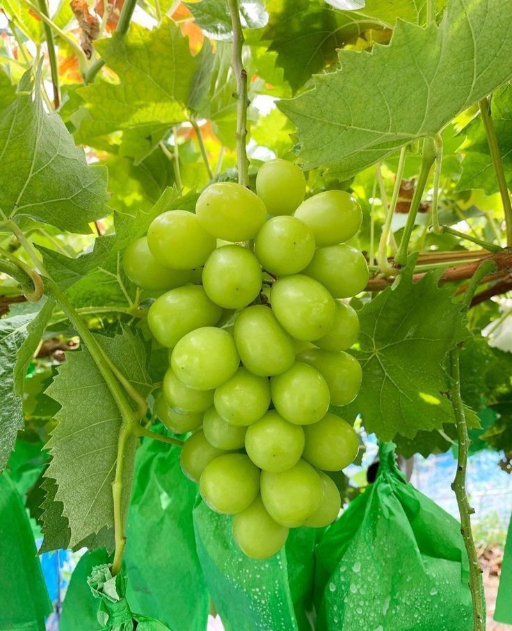 샤인머스켓 효능